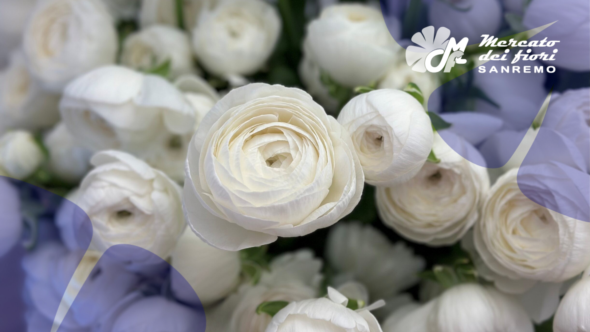 Mercato dei fiori di Sanremo: novembre chiude con transazioni in crescita