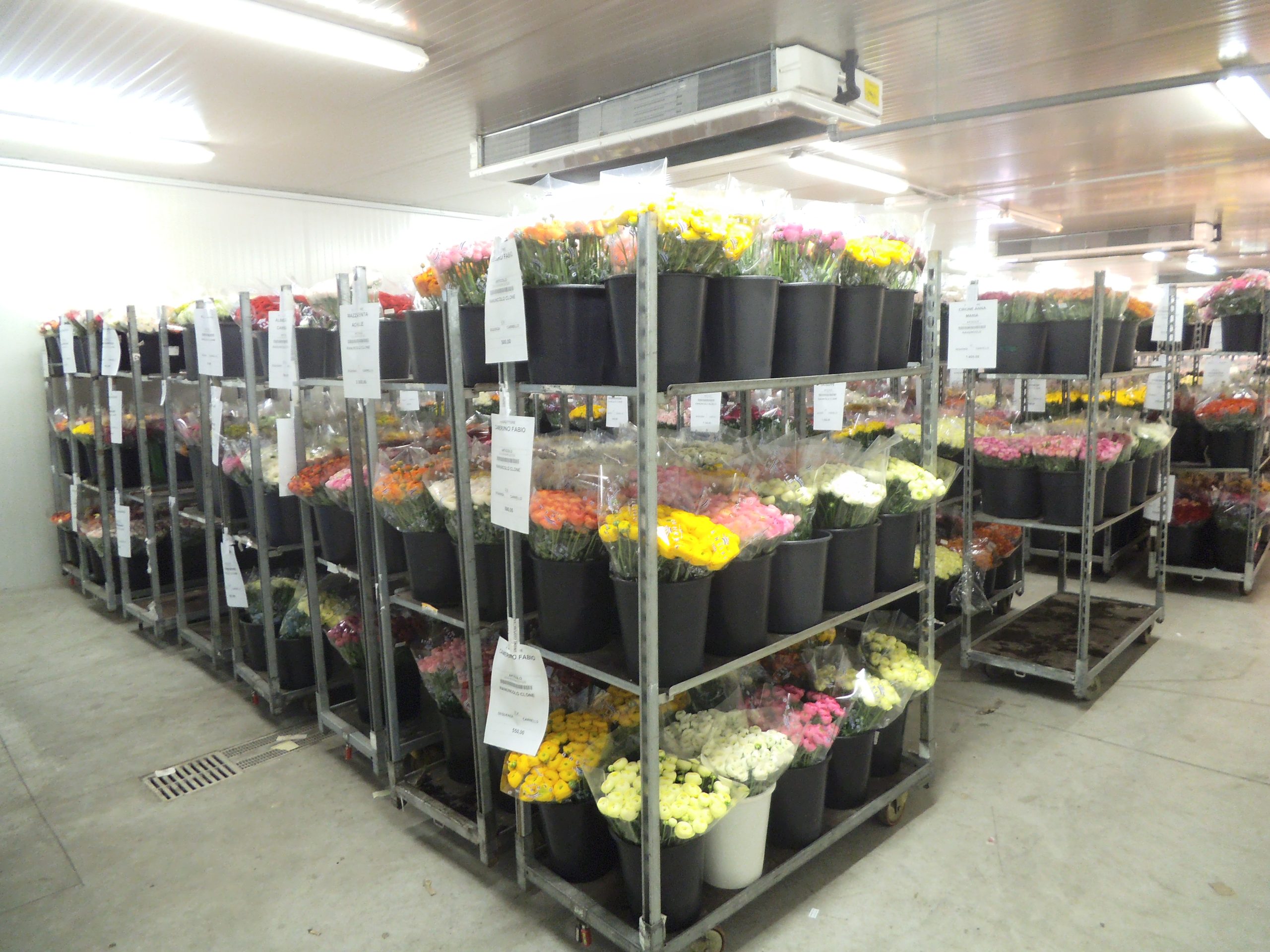 Mercato dei fiori di Sanremo: delivery schedule reminder for the auction